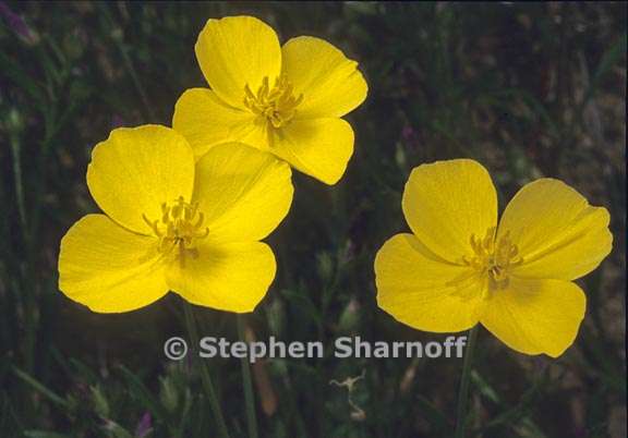 eschscholzia lobbii 2 graphic